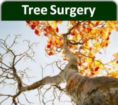 https://www.benchmarklandscapeltd.co.uk/tree-surgeon-essex/